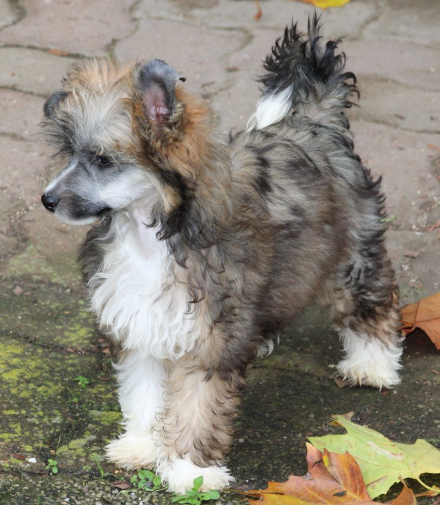 Du pave de varennes - Chiot disponible  - Chien chinois à crête