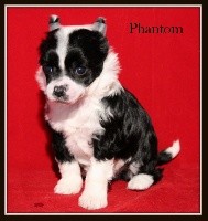 PHANTOM