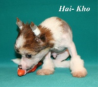 HAI - KHO