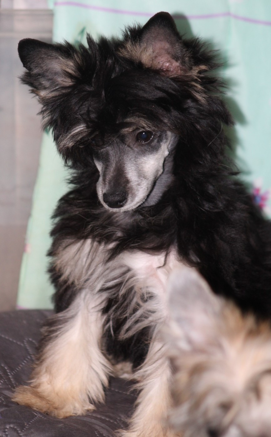 Amber rose du pavé de varennes Du pave de varennes