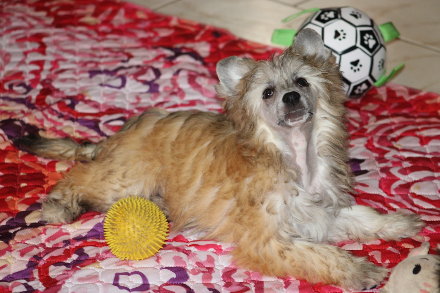 Du pave de varennes - Chiots disponibles - Chien chinois à crête