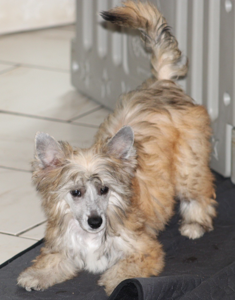 Du pave de varennes - Chiots disponibles - Chien chinois à crête