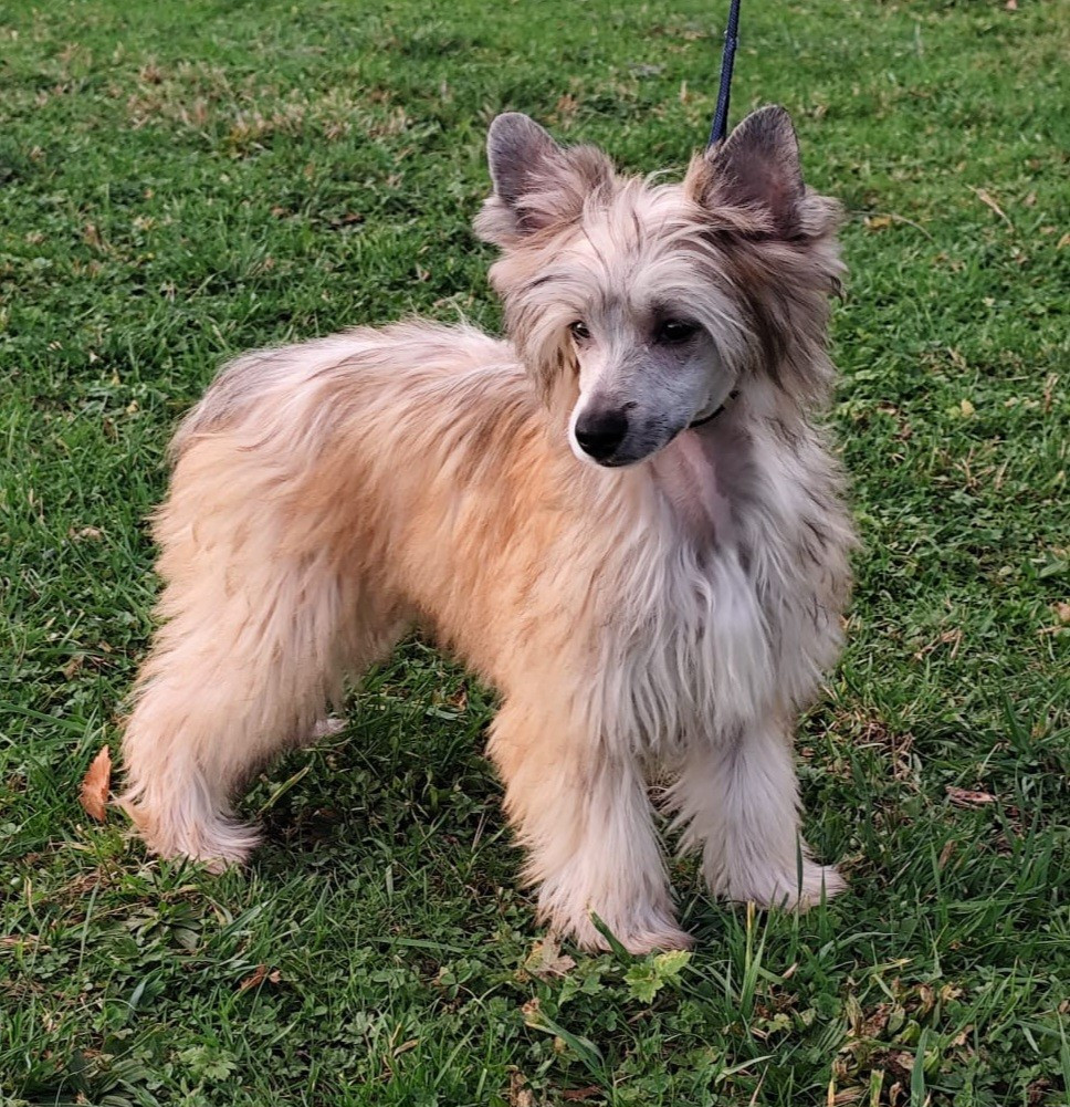 Du pave de varennes - Chiots disponibles - Chien chinois à crête