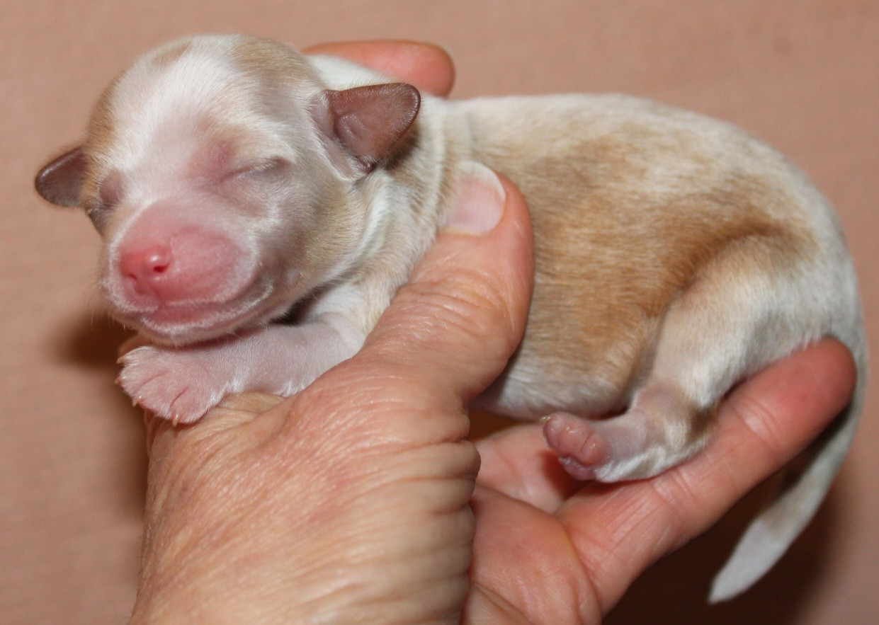 Du pave de varennes - Chiots disponibles - Chien chinois à crête
