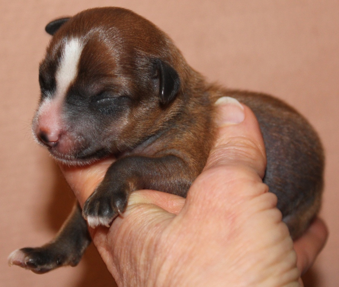 Du pave de varennes - Chiots disponibles - Chien chinois à crête