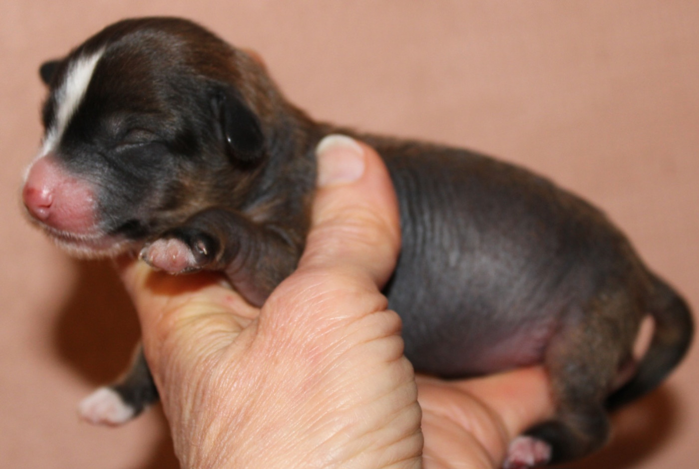 Du pave de varennes - Chiots disponibles - Chien chinois à crête