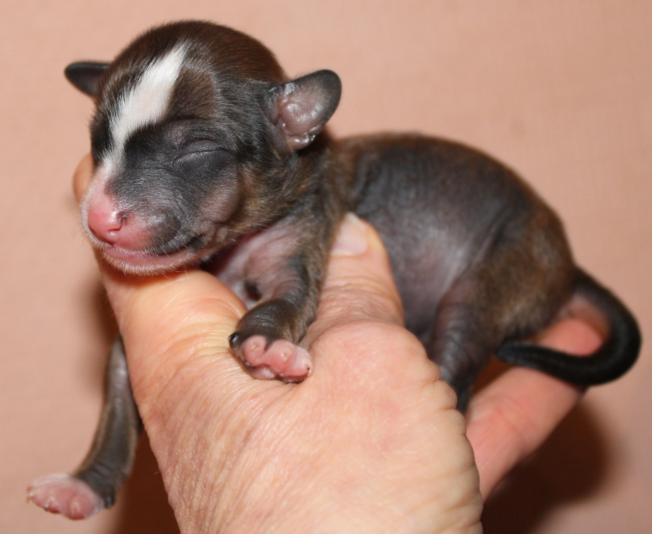 Du pave de varennes - Chiots disponibles - Chien chinois à crête