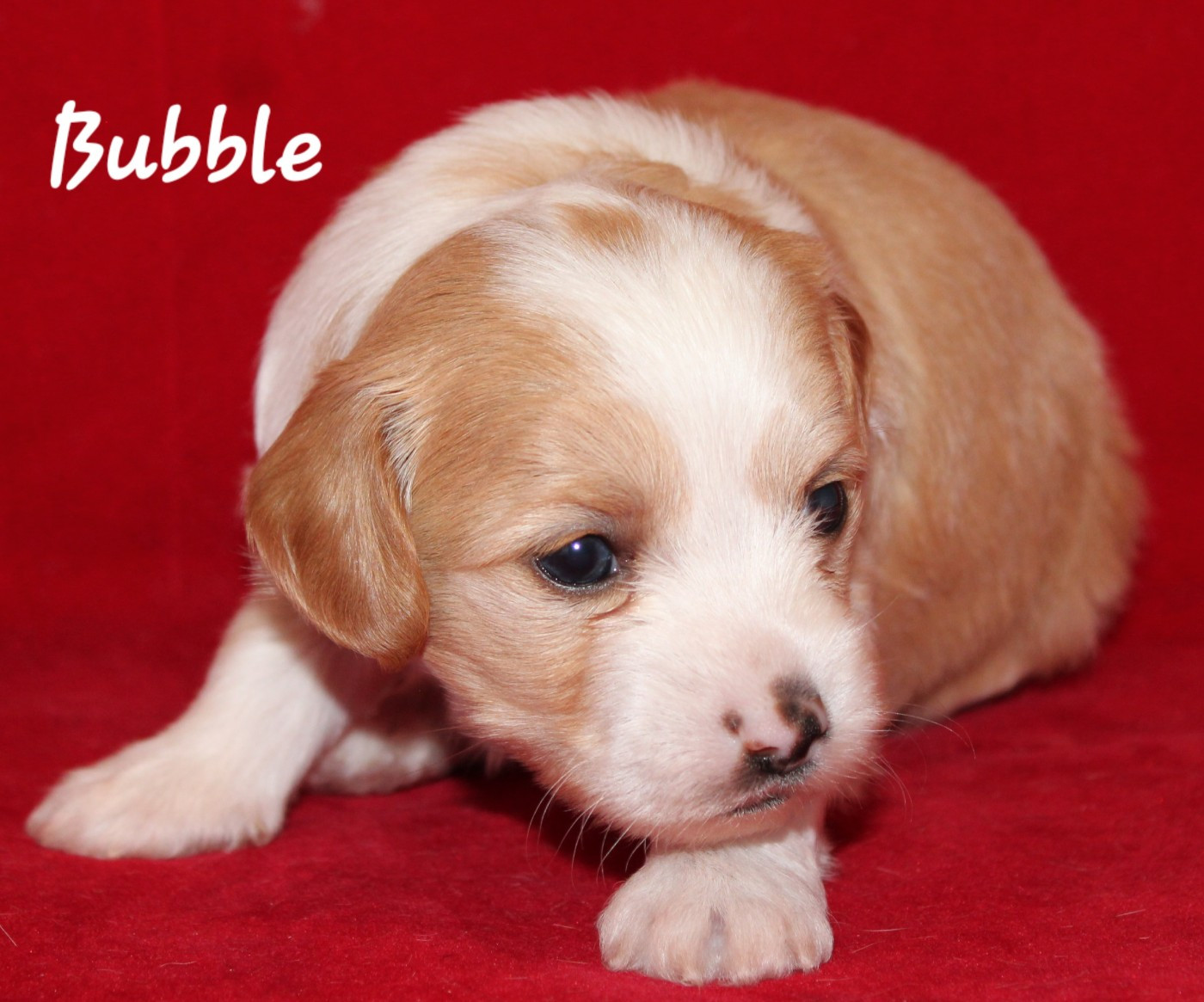 Du pave de varennes - Chiots disponibles - Chien chinois à crête