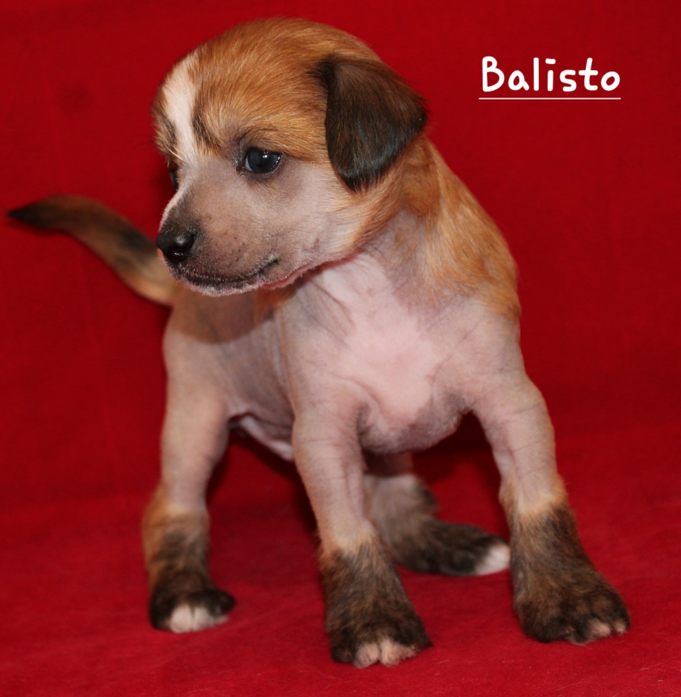 Du pave de varennes - Chiots disponibles - Chien chinois à crête