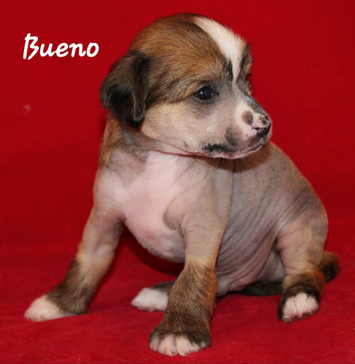 Du pave de varennes - Chiots disponibles - Chien chinois à crête