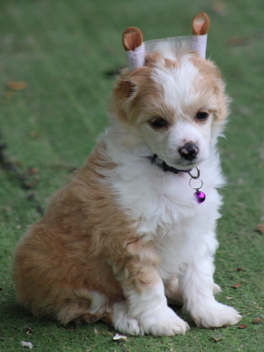 Du pave de varennes - Chiots disponibles - Chien chinois à crête