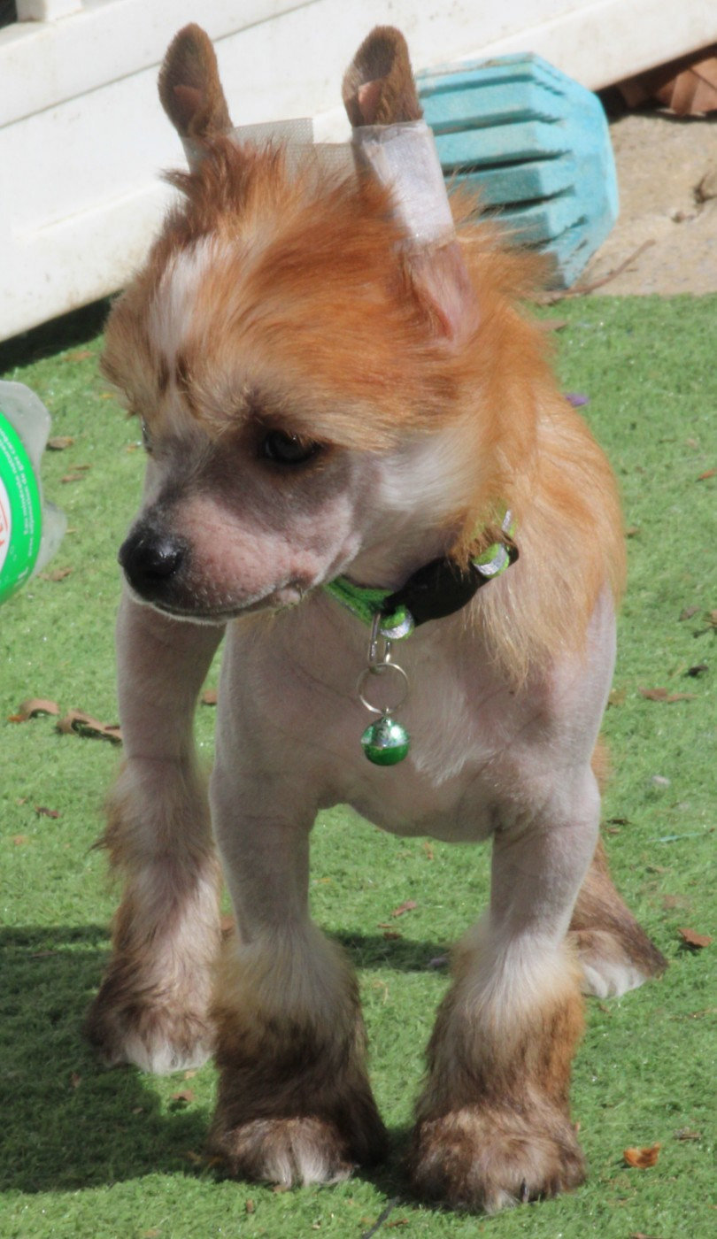 Du pave de varennes - Chiots disponibles - Chien chinois à crête