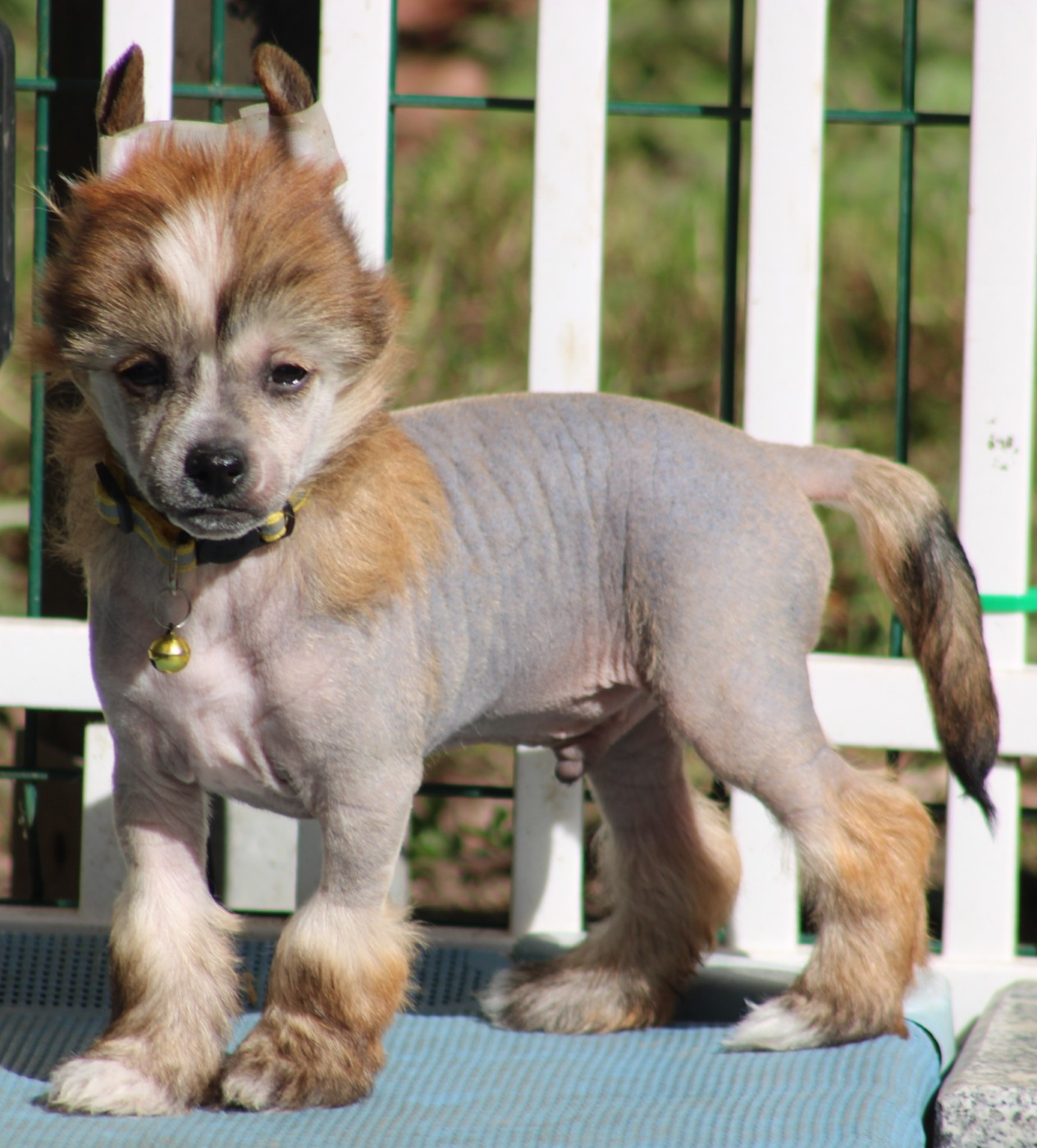 Du pave de varennes - Chiots disponibles - Chien chinois à crête
