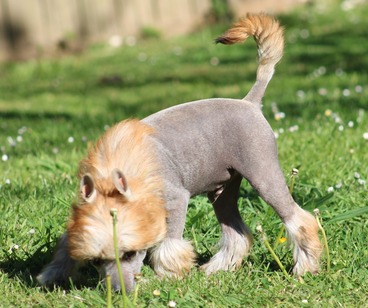 Du pave de varennes - Chiots disponibles - Chien chinois à crête