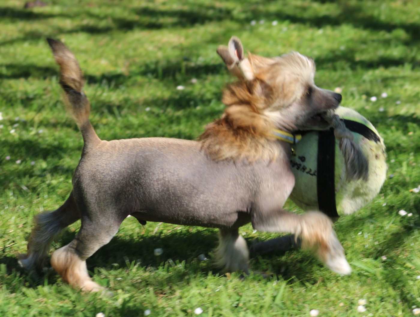 Du pave de varennes - Chiots disponibles - Chien chinois à crête