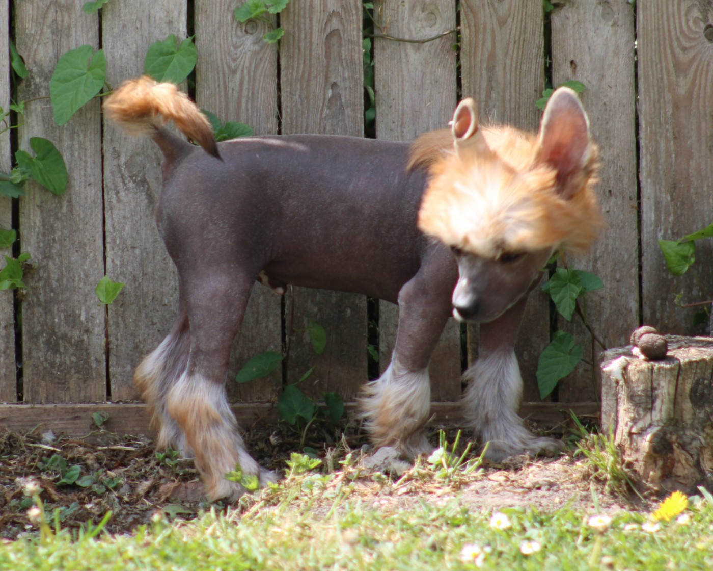 Du pave de varennes - Chiots disponibles - Chien chinois à crête