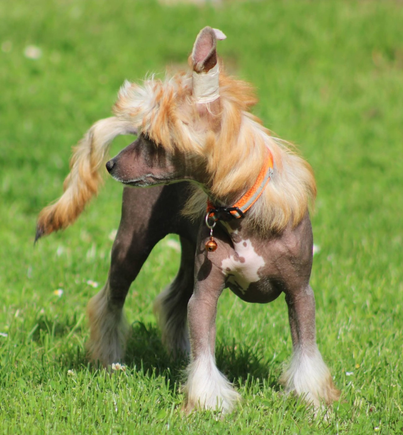 Du pave de varennes - Chiots disponibles - Chien chinois à crête
