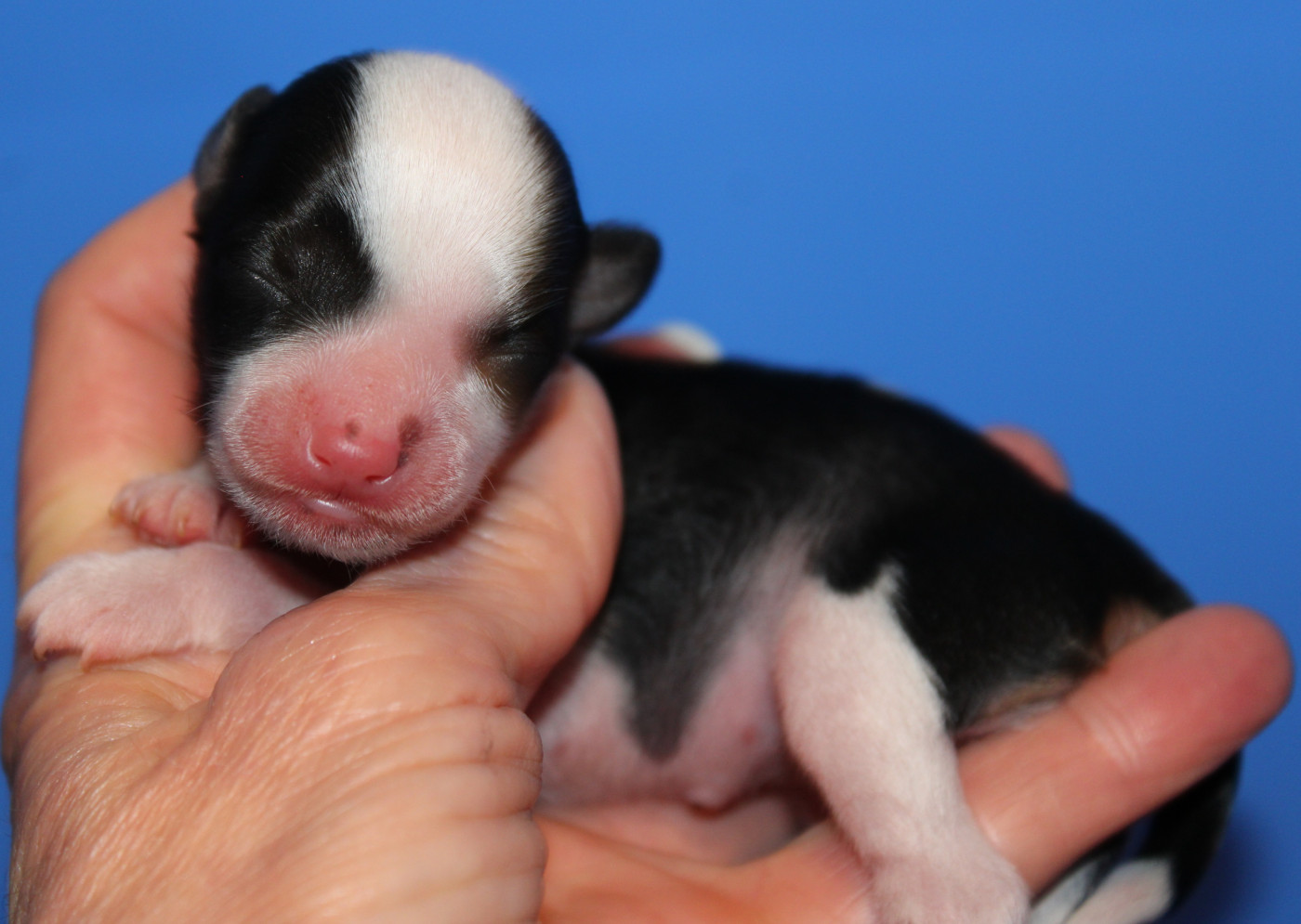 Du pave de varennes - Chiots disponibles - Chien chinois à crête