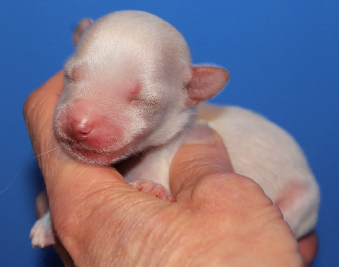 Du pave de varennes - Chiots disponibles - Chien chinois à crête