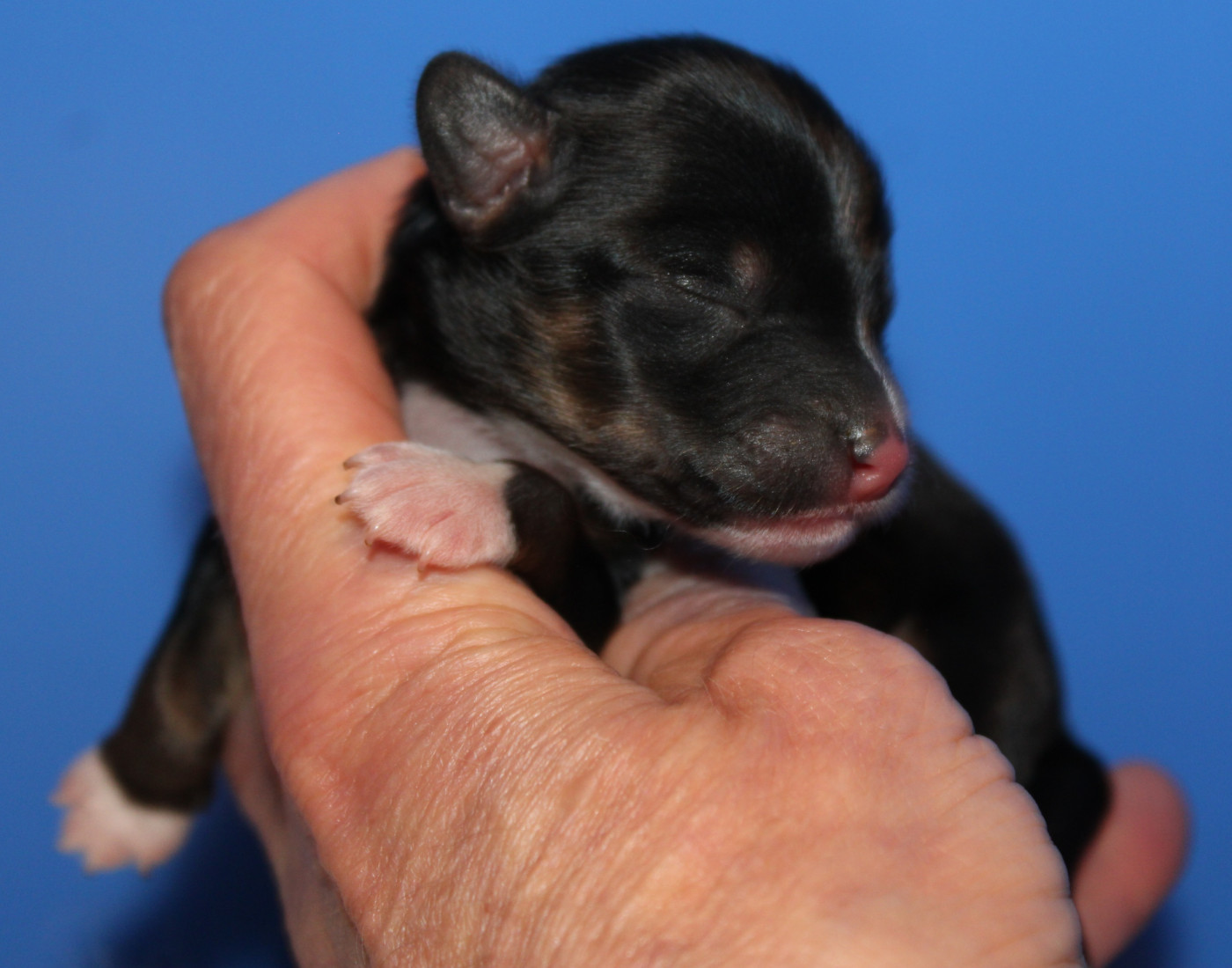 Du pave de varennes - Chiots disponibles - Chien chinois à crête