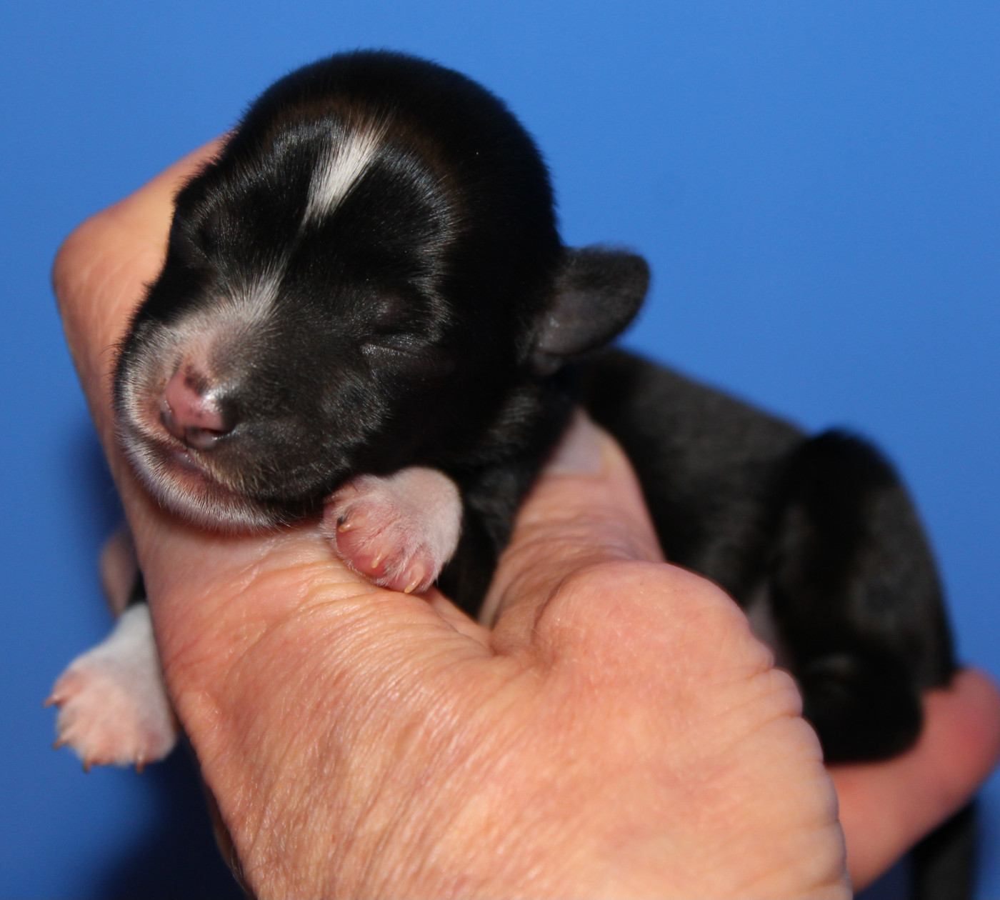 Du pave de varennes - Chiots disponibles - Chien chinois à crête