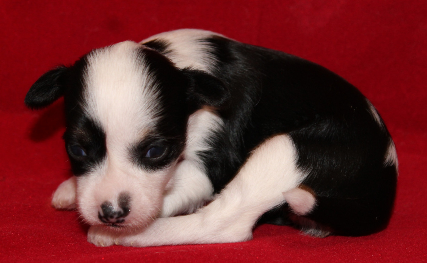 Du pave de varennes - Chiots disponibles - Chien chinois à crête
