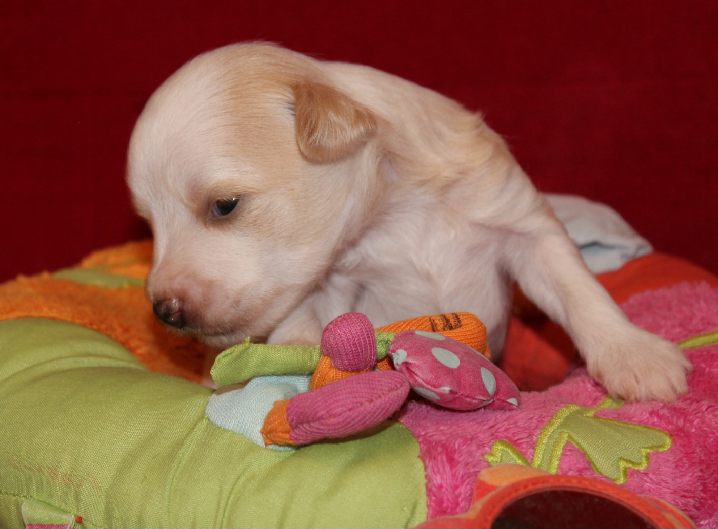 Du pave de varennes - Chiots disponibles - Chien chinois à crête
