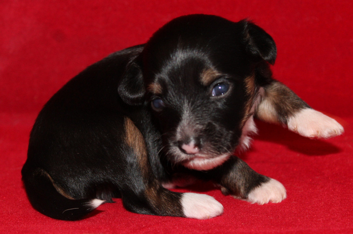 Du pave de varennes - Chiots disponibles - Chien chinois à crête