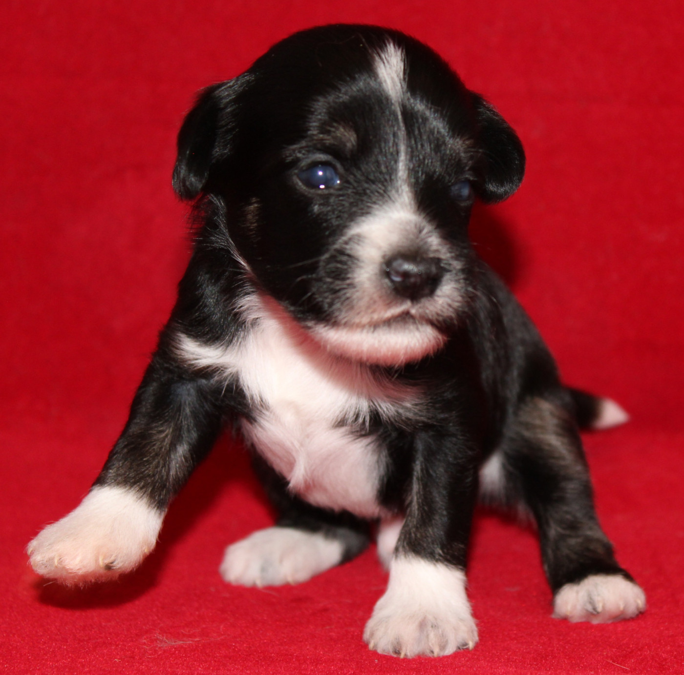 Du pave de varennes - Chiots disponibles - Chien chinois à crête