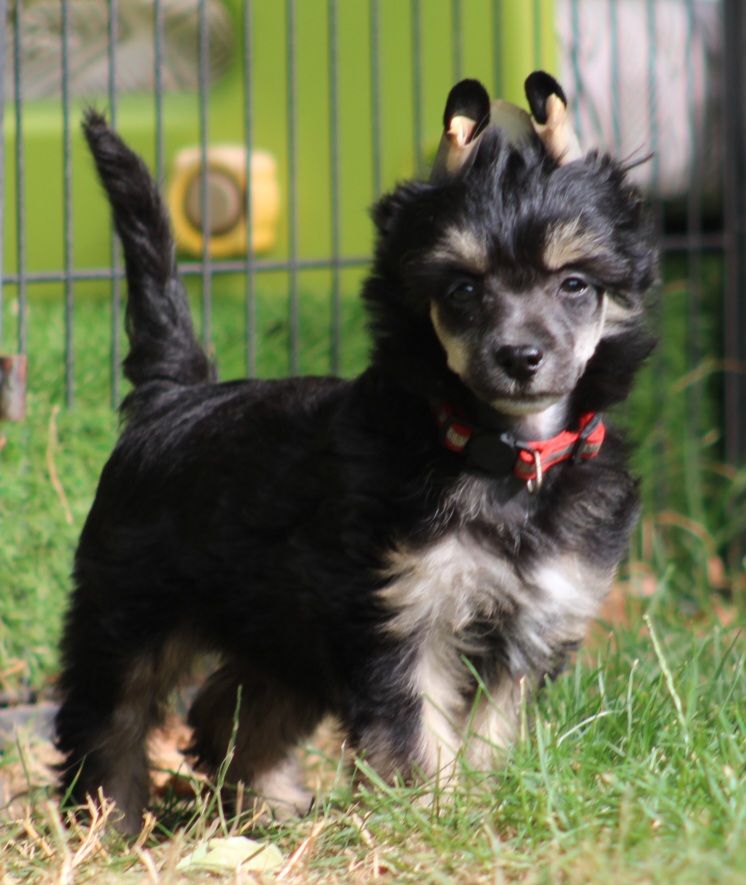 Du pave de varennes - Chiots disponibles - Chien chinois à crête