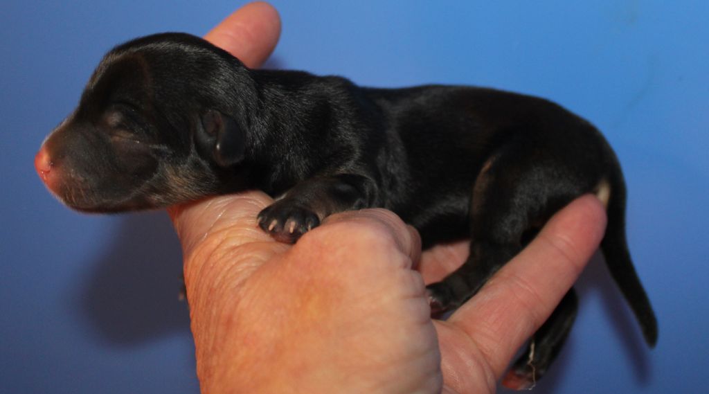 Du pave de varennes - Chiots disponibles - Chien chinois à crête