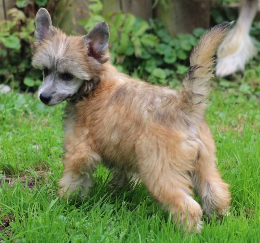 Du pave de varennes - Chiots disponibles - Chien chinois à crête