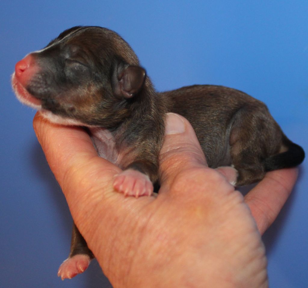 Du pave de varennes - Chiots disponibles - Chien chinois à crête