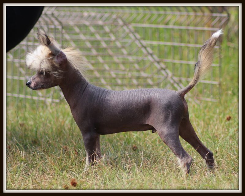 Du pave de varennes - Chien chinois à crête - Portée née le 10/05/2018