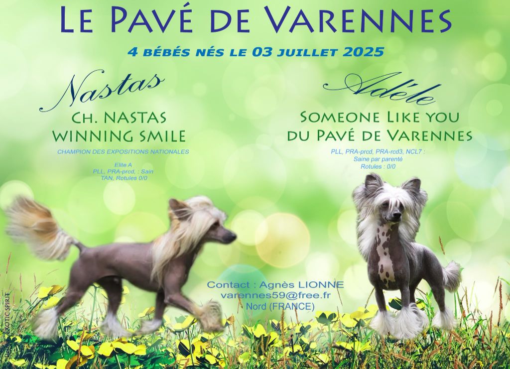 Du pave de varennes - Chien chinois à crête - Portée née le 03/07/2025