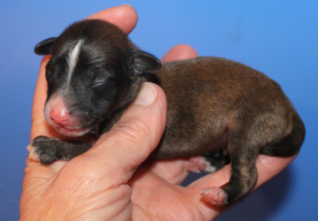 Du pave de varennes - Chiots disponibles - Chien chinois à crête