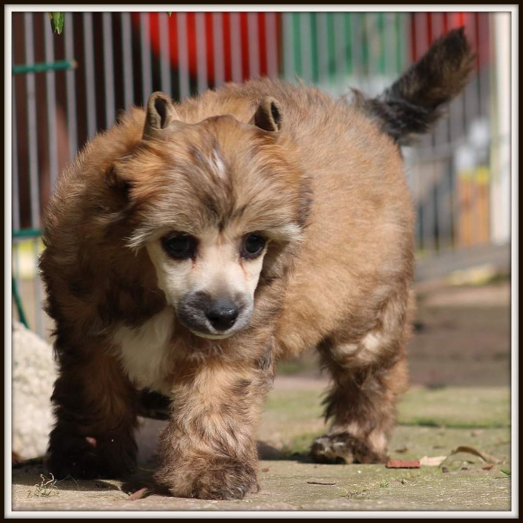Du pave de varennes - Chien chinois à crête - Portée née le 16/02/2022