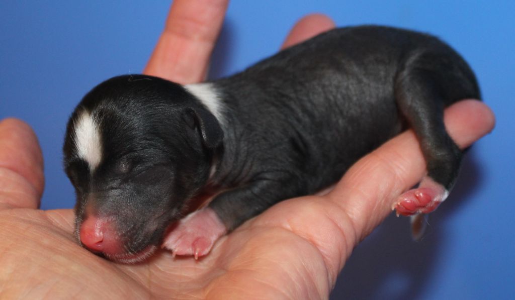 Du pave de varennes - Chiots disponibles - Chien chinois à crête
