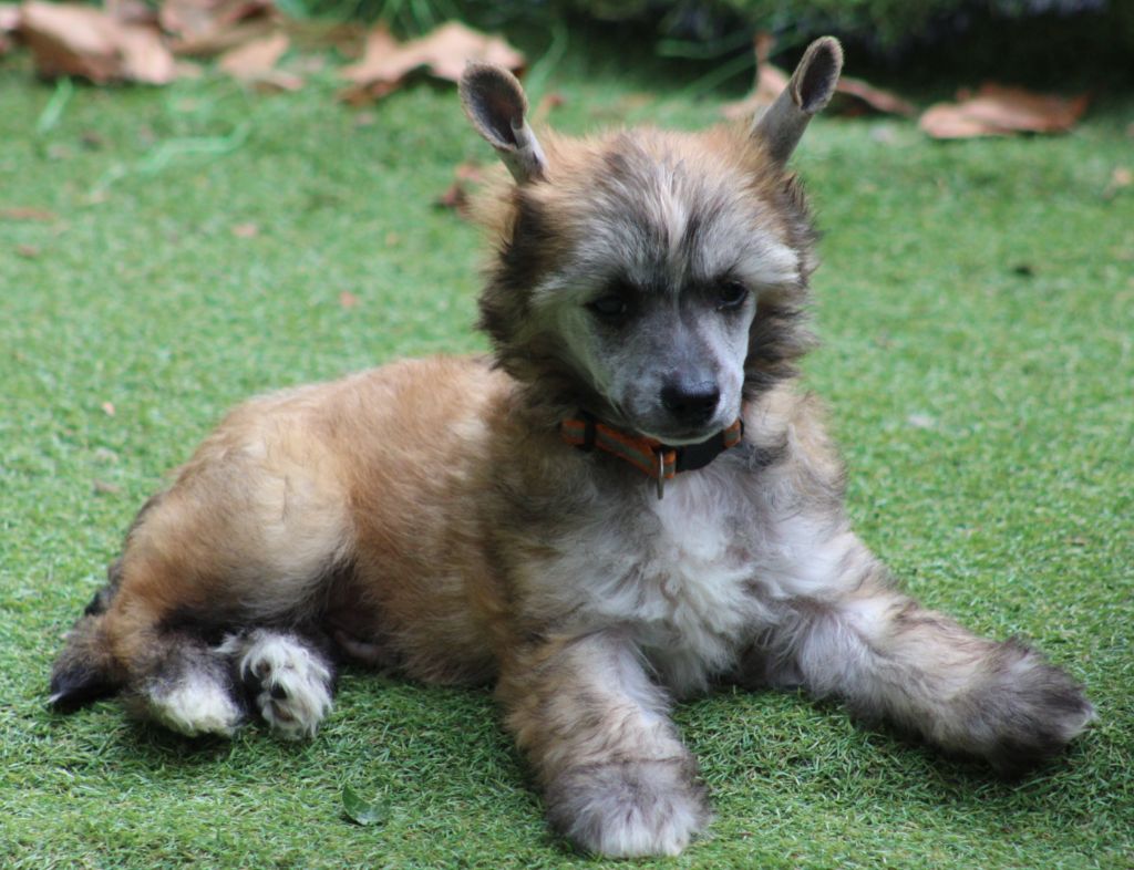 Du pave de varennes - Chiots disponibles - Chien chinois à crête